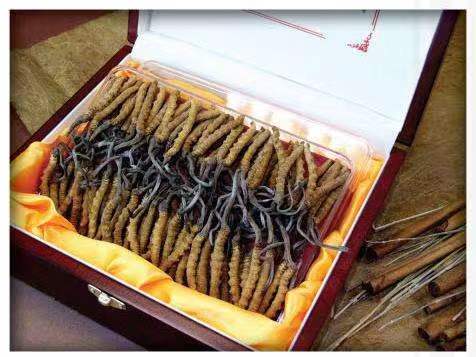 普格冬虫夏草回收